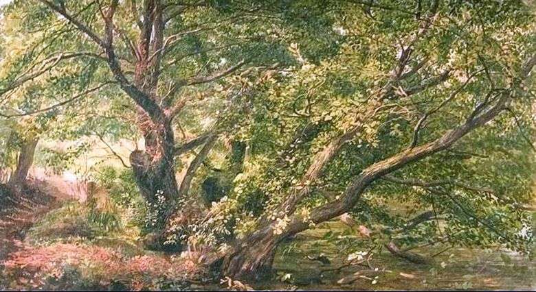 Описание картины Александра Иванова «Деревья у ручья»