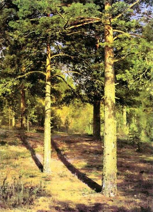 Описание картины Ивана Шишкина «Сосны, освещенные солнцем»